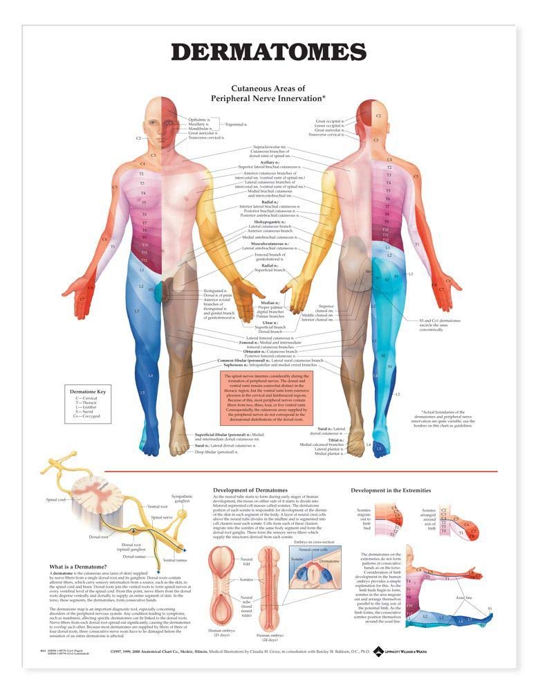 Dermatomes Anatomical Chart,Used