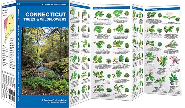 Connecticut Trees & Wildflowers: A Folding Pocket Guide to Familiar Plants (Wildlife and Nature Identification),Used