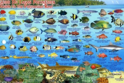 Tahiti & Society Islands Dive Map & Reef Creatures Guide Franko Maps Laminated Fish Card,New