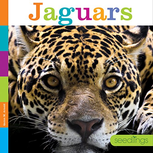 Jaguars (Seedlings)