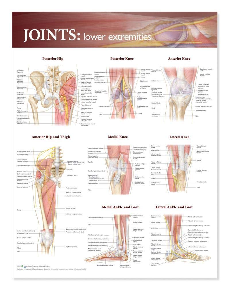 Joints: Lower Extremities,New