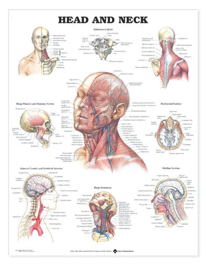 Head and Neck Anatomical Chart,New