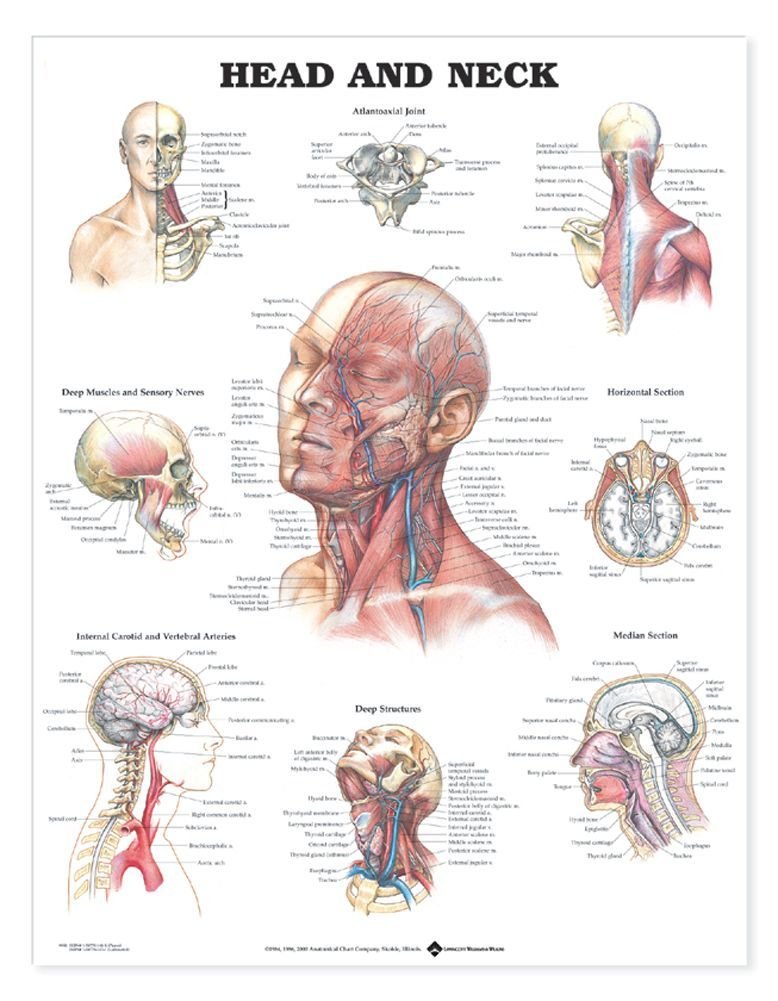 Head and Neck Anatomical Chart,New