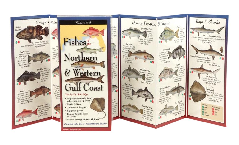 Fishes of the North and Western Gulf Coast: Folding Guide (Foldingguides),New