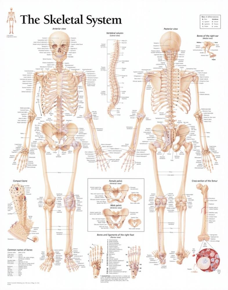 The Skeletal System chart: Laminated Wall Chart,New