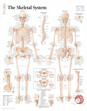 The Skeletal System Chart: Laminated Wall Chart