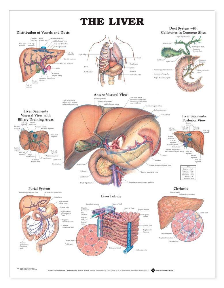 The Liver Chart,Used