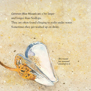 Seashells: Treasures From The Northeast Coast,Used
