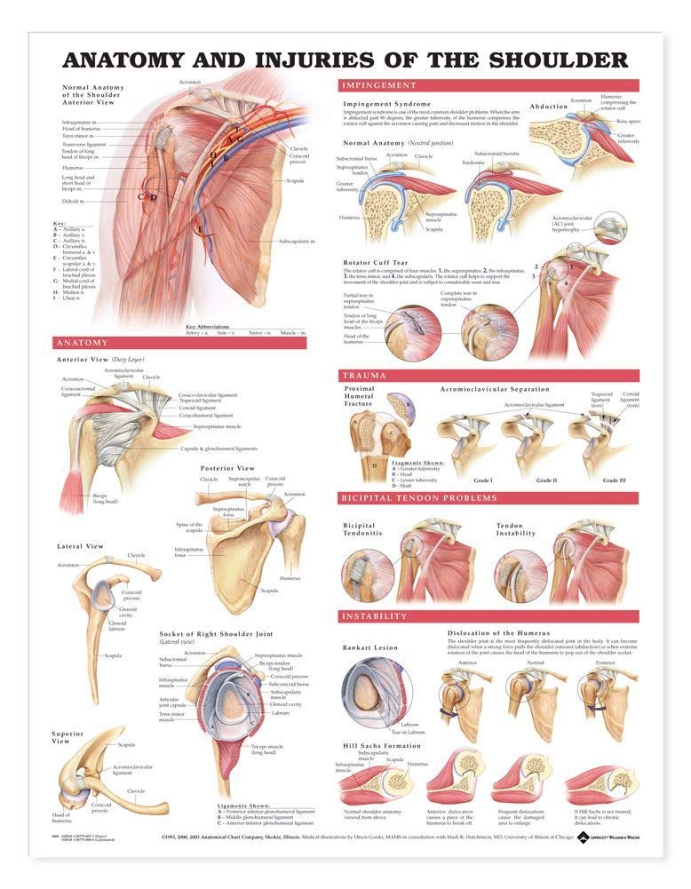 Anatomy and Injuries of the Shoulder Anatomical Chart for Study Room,Used