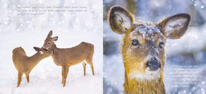 Snow Bunny the Deer Children's Book,Used