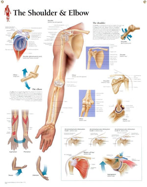 Understanding the Shoulder & Elbow chart: Laminated Wall Chart,Used
