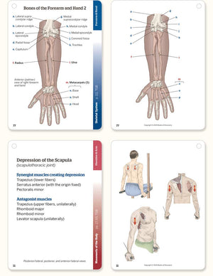 Trail Guide To The Body Flashcards 6Th Edition Volume 1: Skeletal System,New