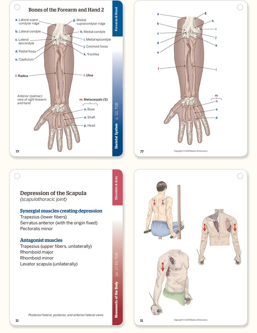 Trail Guide To The Body Flashcards 6Th Edition Volume 1: Skeletal System,New
