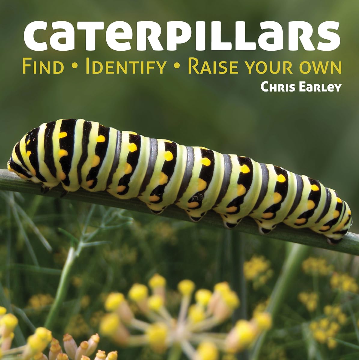 Caterpillars: Find  Identify  Raise Your Own