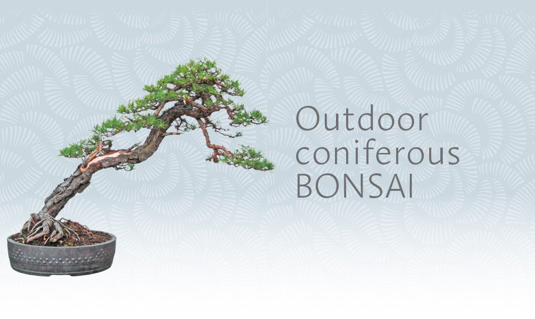 The Bonsai Beginner'S Bible-used