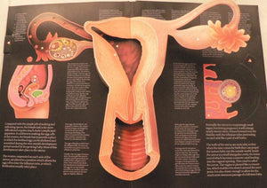The Facts of Life: 2,Used