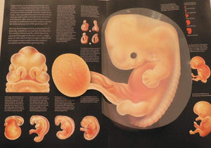 The Facts of Life: 2,Used