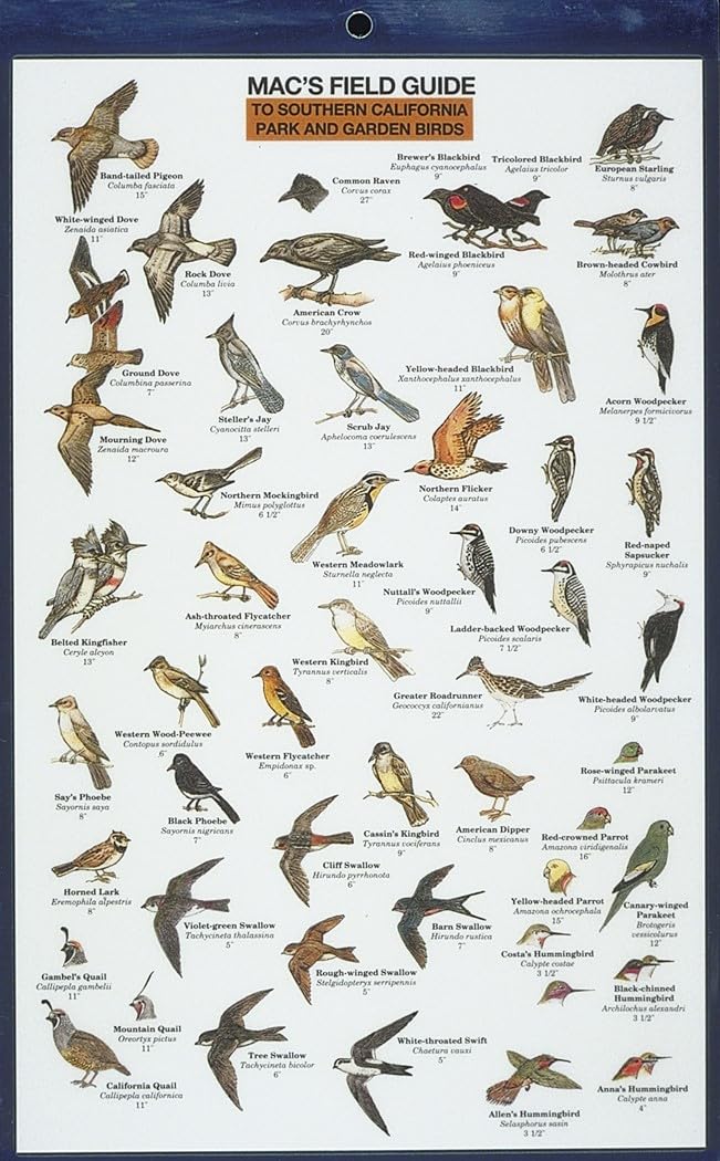 Mac's Field Guides: Southern California Park & Garden Birds (Mac's Guides (Flash Cards)),Used