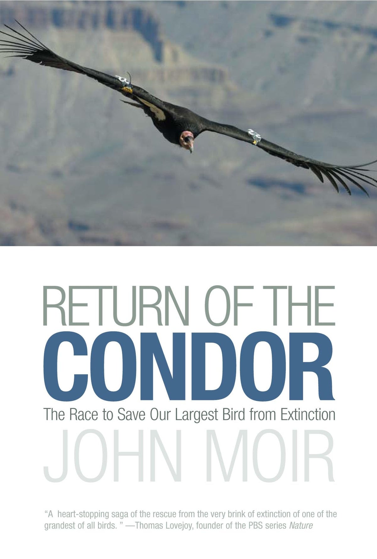 Return of the Condor: The Race to Save Our Largest Bird from Extinction ...