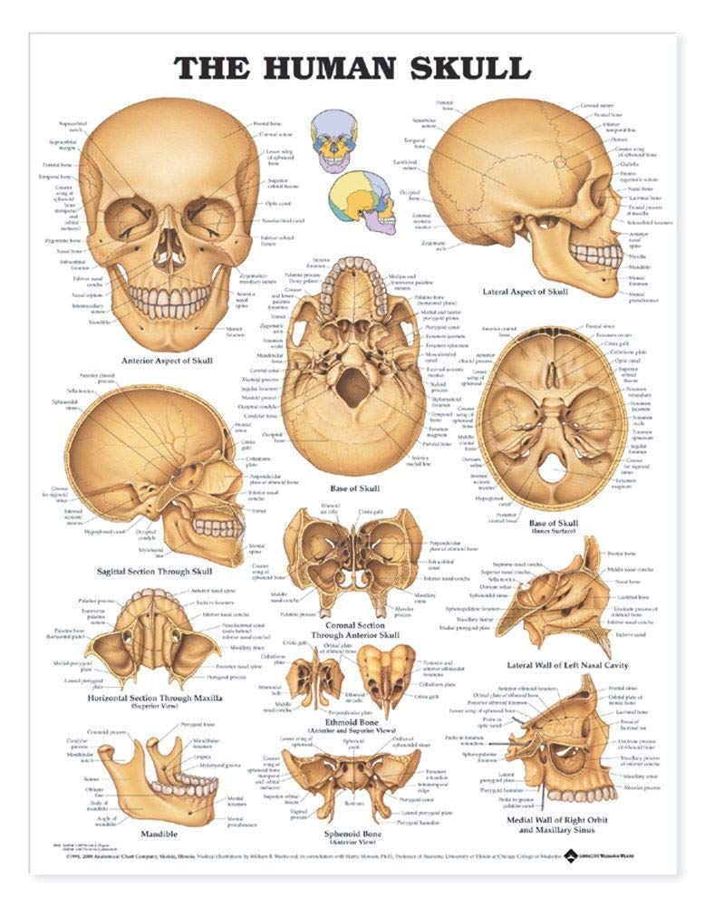 ACC  The Human Skull Anatomical Chart,New