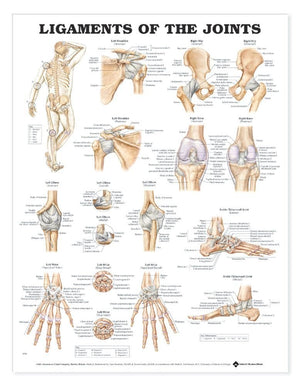 Ligaments of the Joints Anatomical Chart,Used