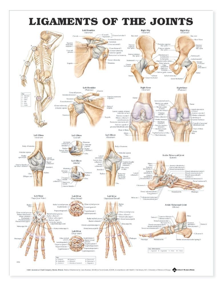 Ligaments of the Joints Anatomical Chart,Used