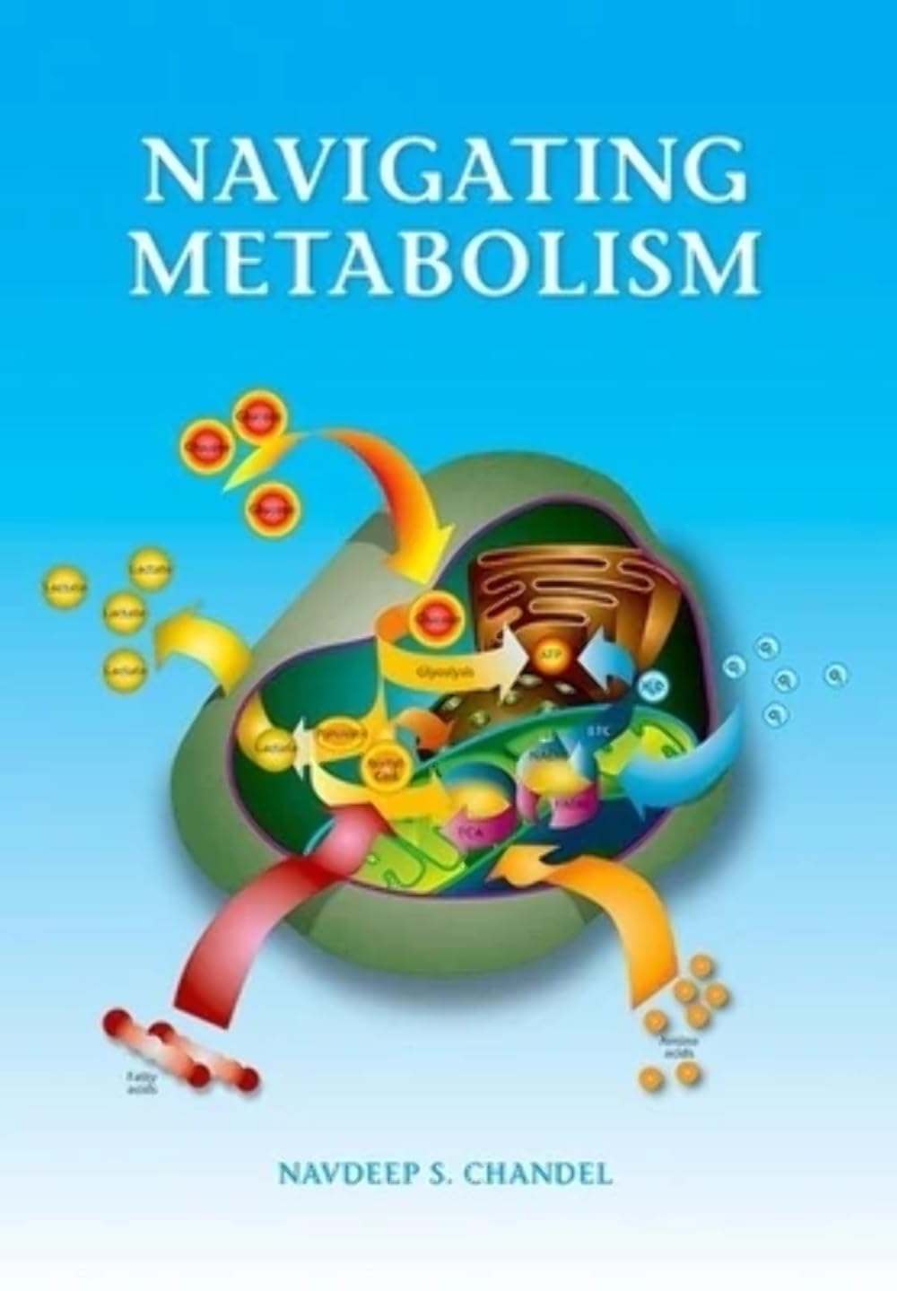 Navigating Metabolism,Used