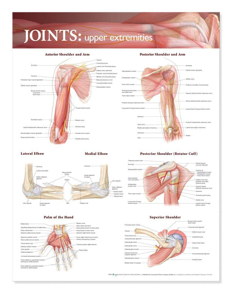 Joints Of The Upper Extremities Anatomical Chart,New