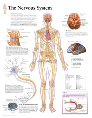 The Nervous System Chart: Wall Chart