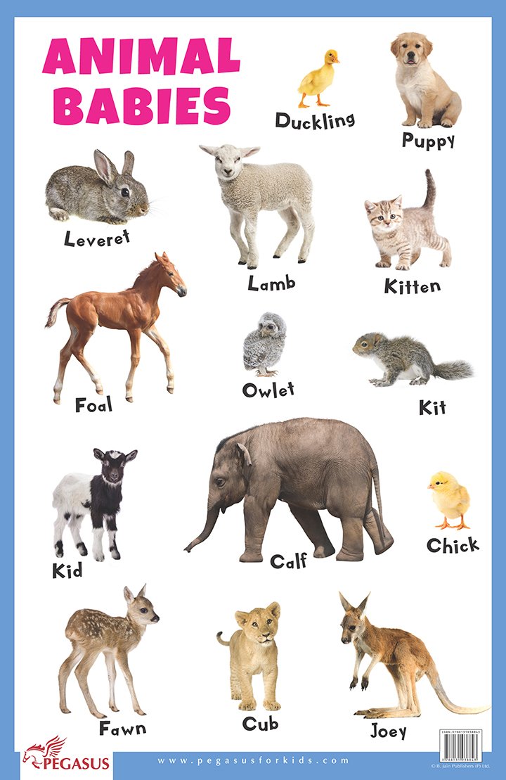Animal Babies - Thick Laminated Primary Chart