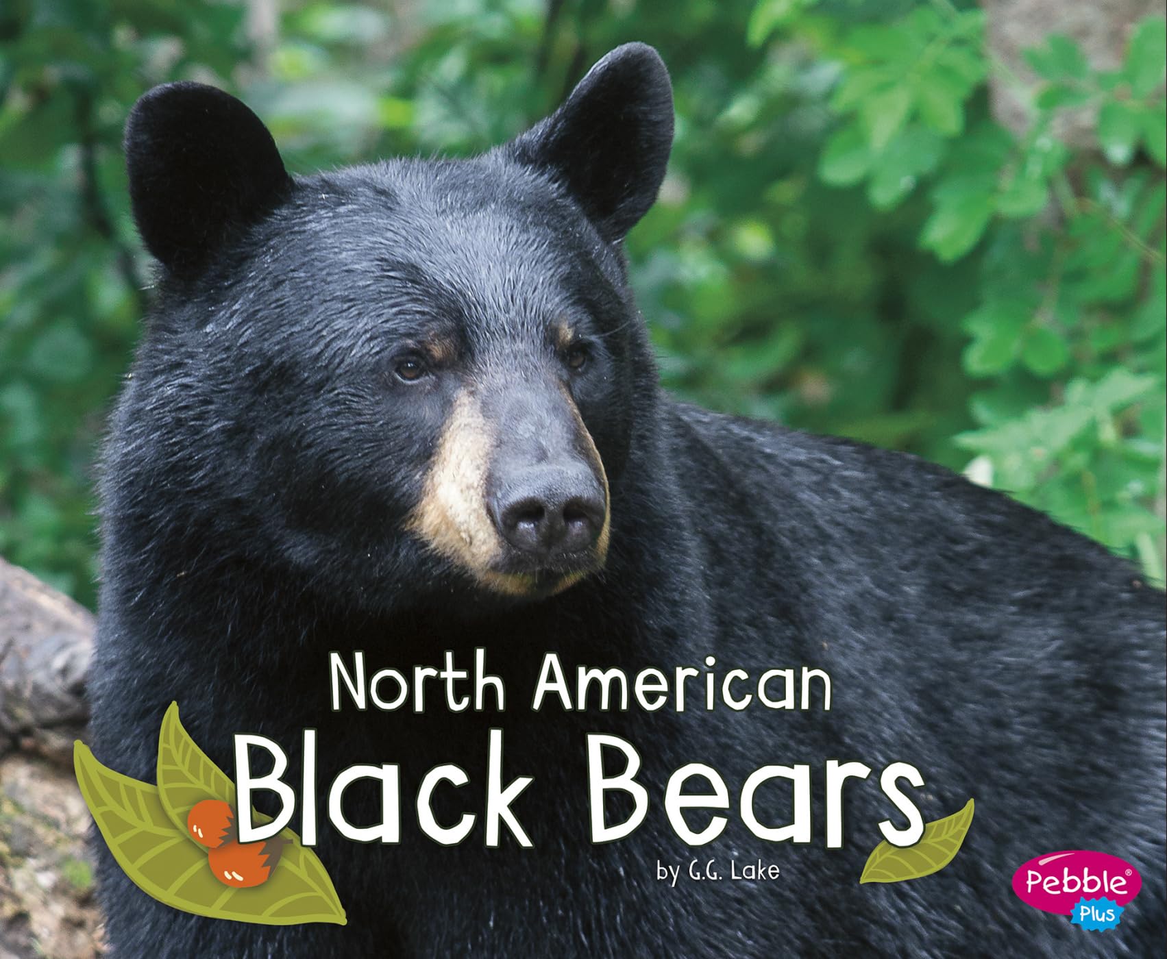 North American Black Bears (Woodland Wildlife),Used