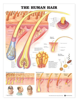 The Human Hair Anatomical Chart,New