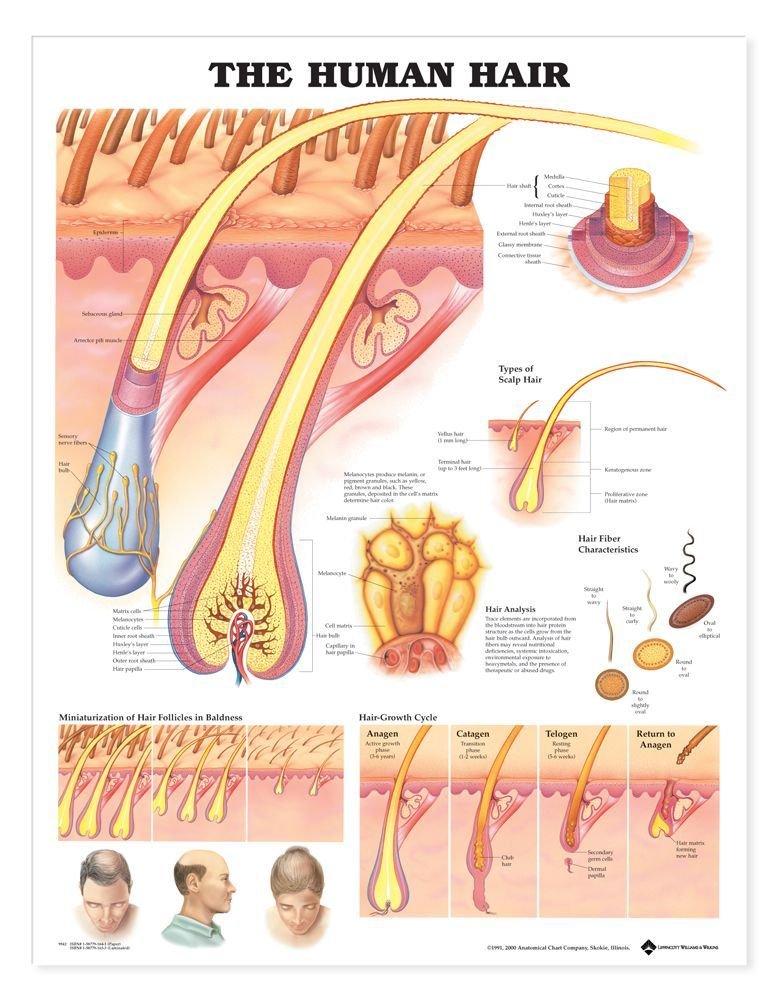 The Human Hair Anatomical Chart,Used