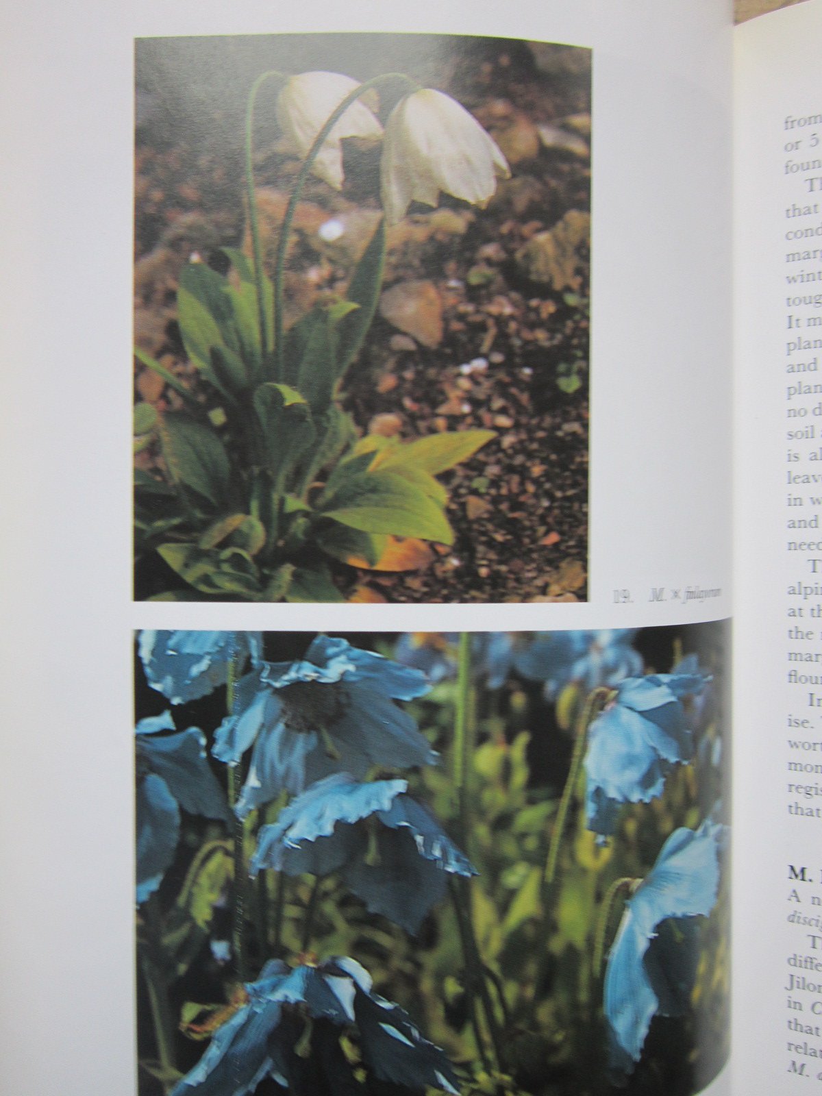 Meconopsis (Hardy Plant Series),Used