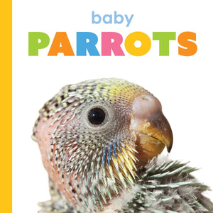 Baby Parrots (Starting Out)