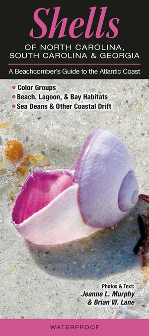 Shells of North Carolina, South Carolina & Georgia: A Beachcombers Guide to the Atlantic Coast (Common and Notable Species),Used