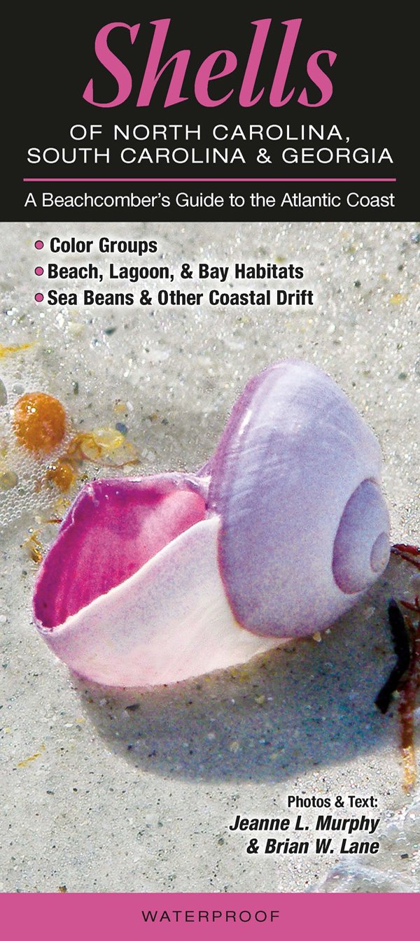 Shells of North Carolina, South Carolina & Georgia: A Beachcombers Guide to the Atlantic Coast (Common and Notable Species),Used