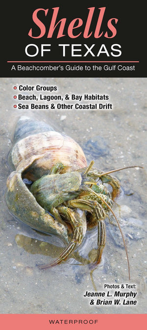 Shells of Texas: A Beachcombers Guide to the Gulf Coast (Common and Notable Species),Used