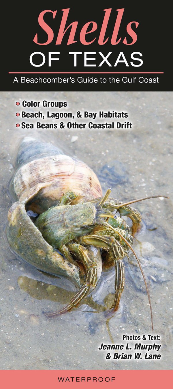 Shells of Texas: A Beachcombers Guide to the Gulf Coast (Common and Notable Species),Used