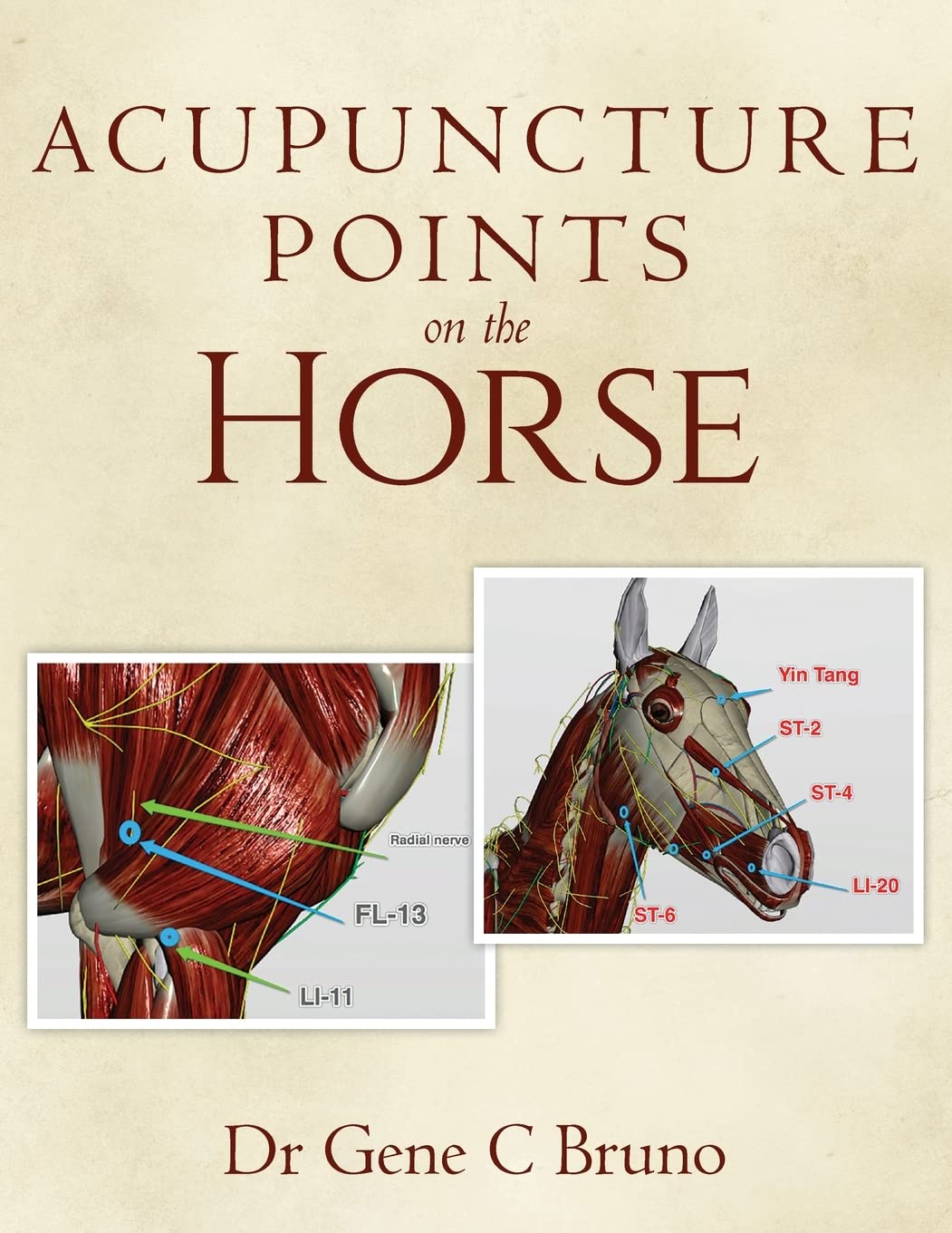 Acupuncture Points on the Horse,Used