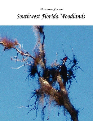 Scenes from Southwest Florida Woodlands,Used