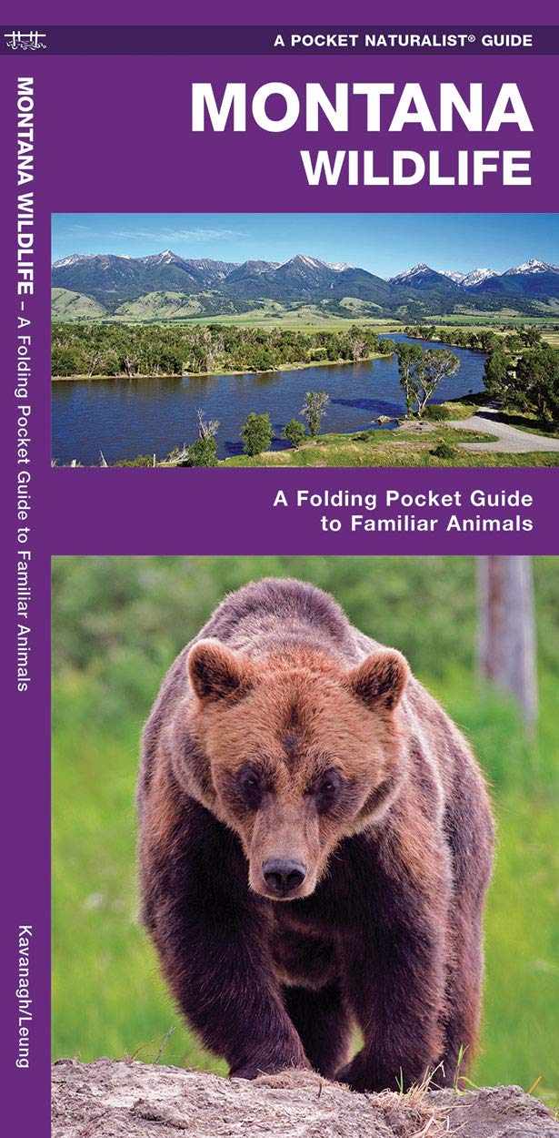 Montana Wildlife: A Folding Pocket Guide to Familiar Animals (Wildlife and Nature Identification),Used