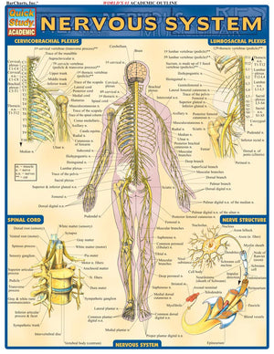 Nervous System (Quick Study Academic),New