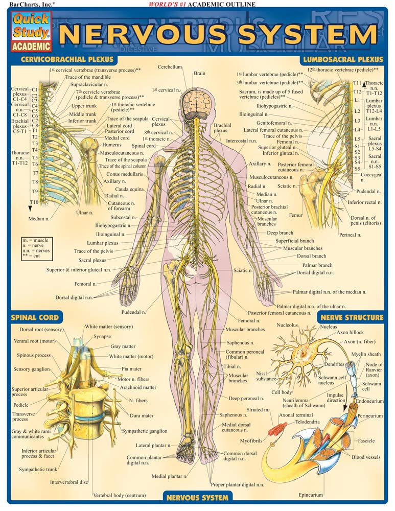 Nervous System (Quick Study Academic),New