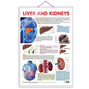 Liver And Kidney Chart | Essential Organs: Liver And Kidney Anatomy Chart