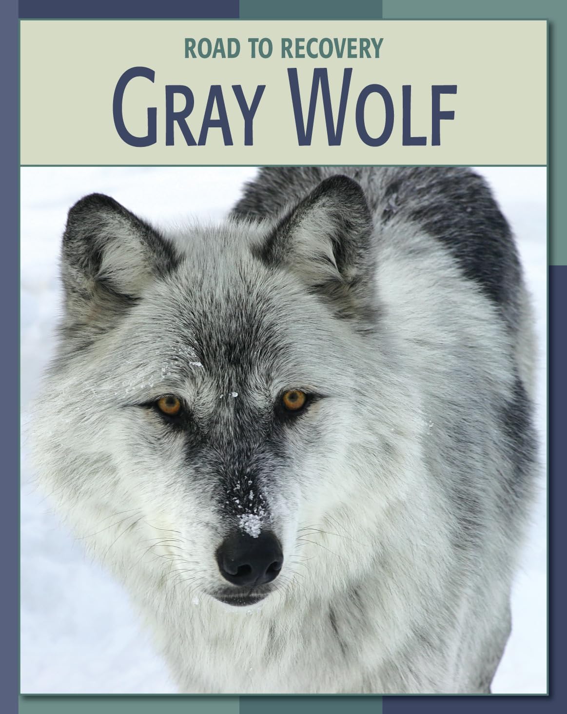 Gray Wolf (21st Century Skills Library: Road to Recovery),Used