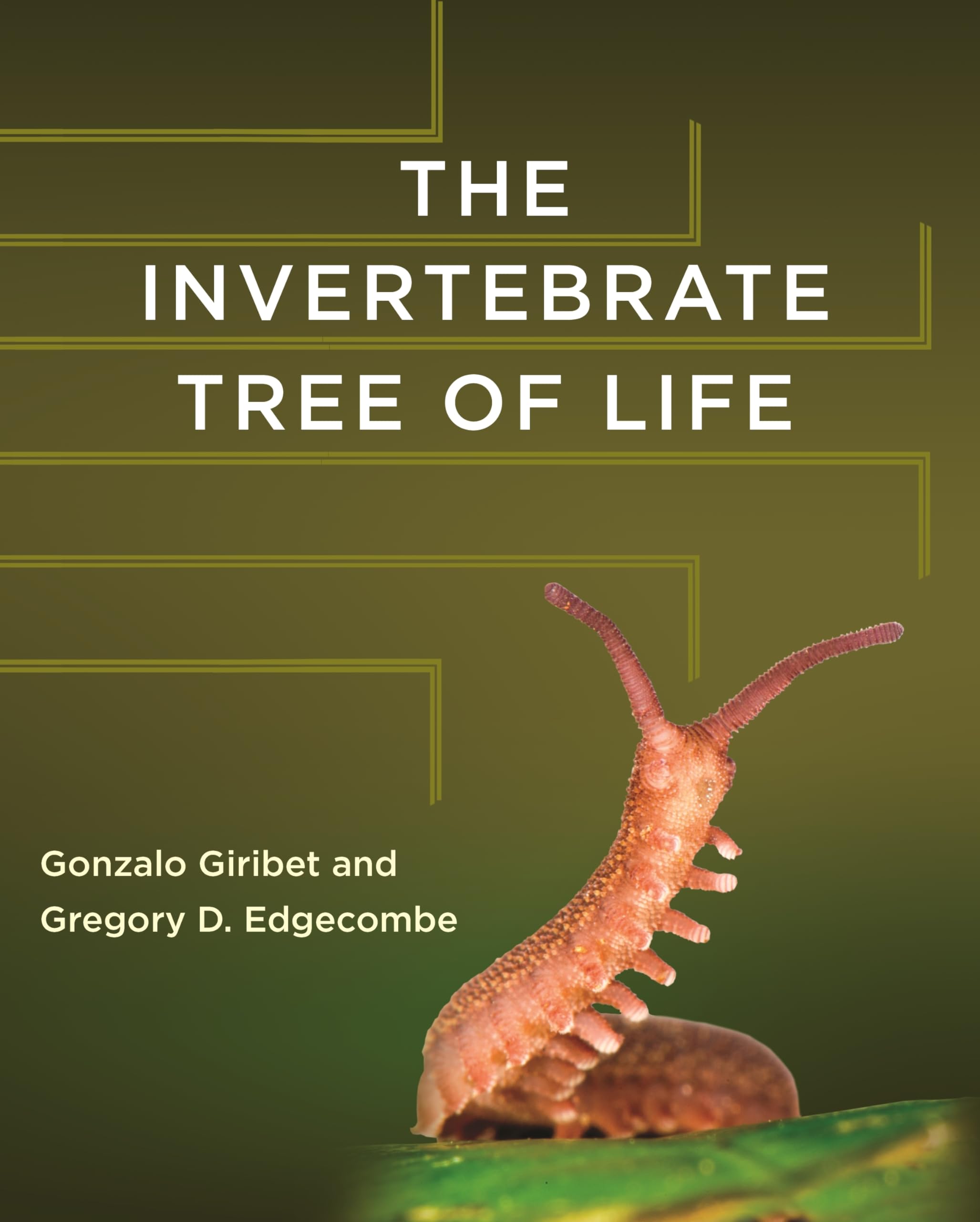 The Invertebrate Tree Of Life