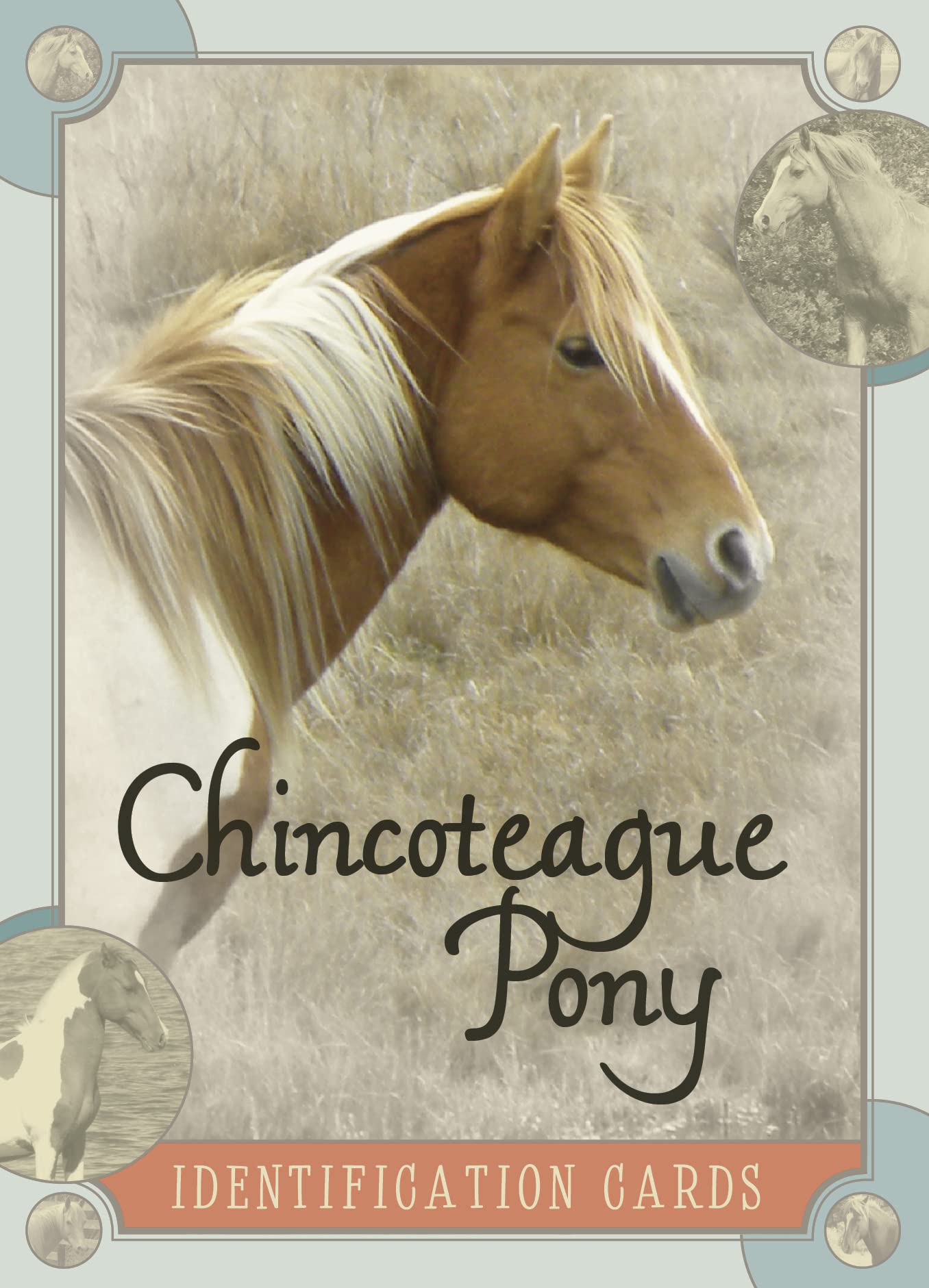 Chincoteague Pony Identification Cards,Used