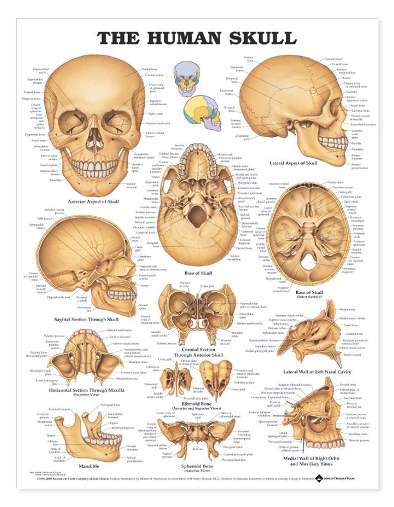 ACC  The Human Skull Anatomical Chart,New