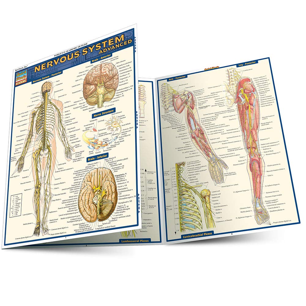 Nervous System Advanced (Quick Study Academic)